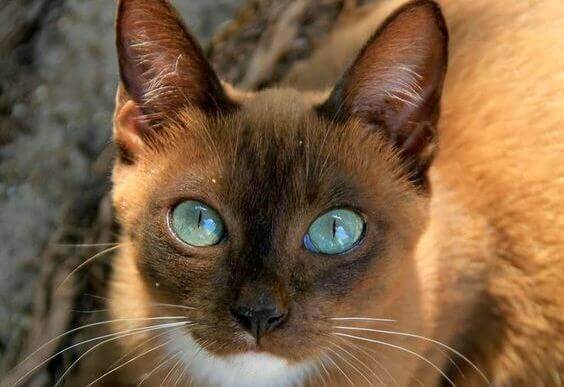 olhos-gato-animal-de-estimação