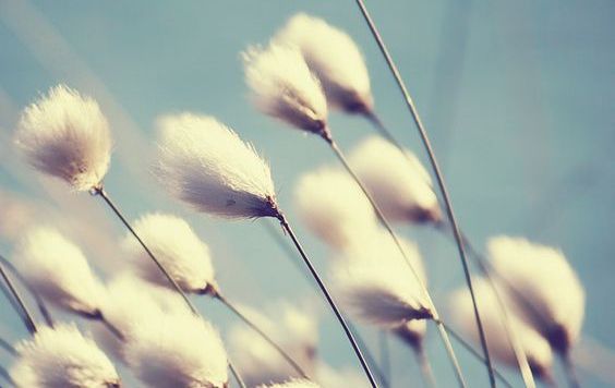 flores-ao-vento