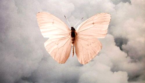 borboleta-representando-luto