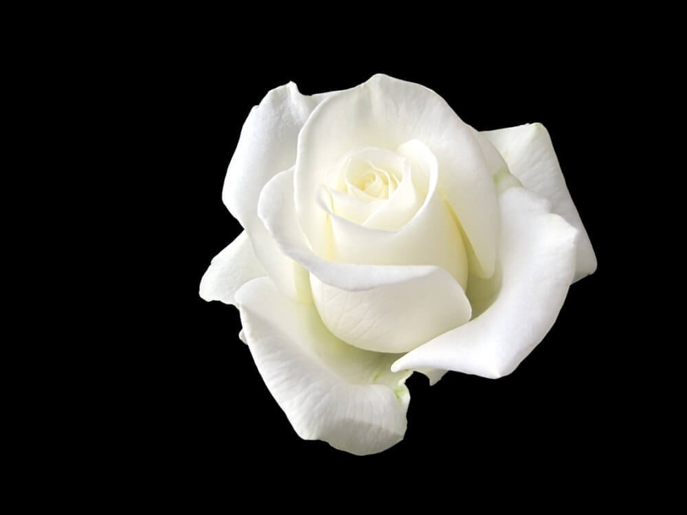 Sophie Scholl, a jovem que enfrentou Hitler com uma rosa branca