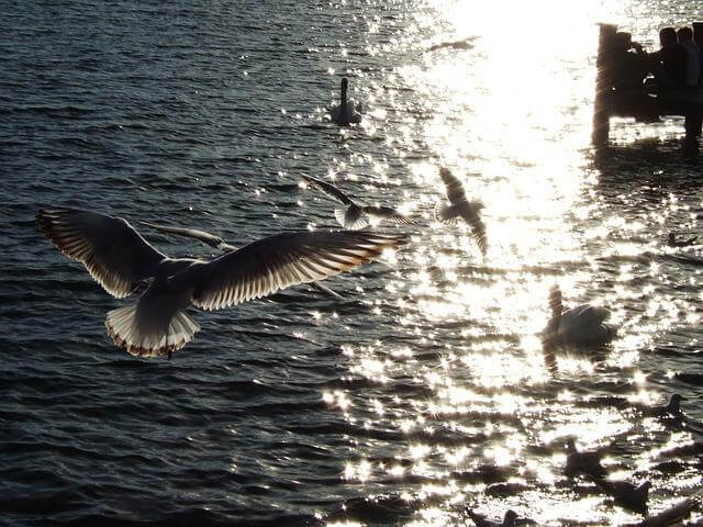 gaivotas-voando