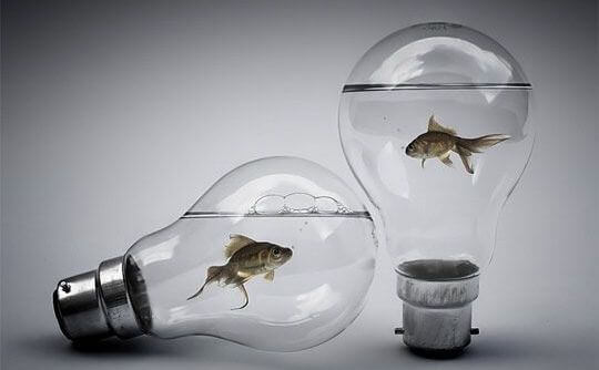 peixes-em-lampadas