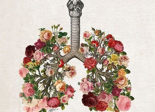 pulmoes-flores
