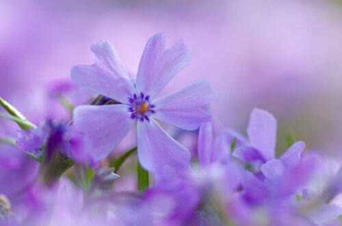 flor-violeta