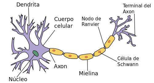 cerebro-alzheimer
