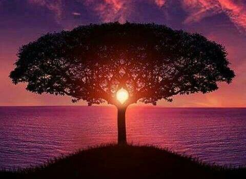 arvore-por-do-sol