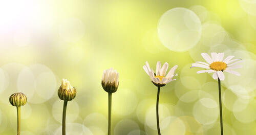 florescer