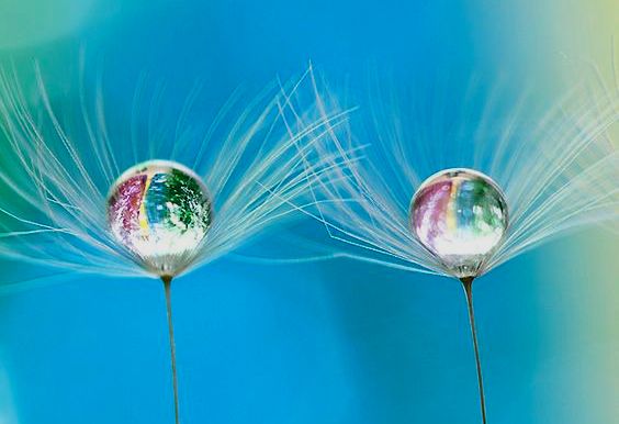 dentes-de-leao-com-gotas-saude