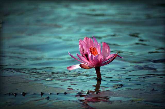 flor-crescendo-adversidade
