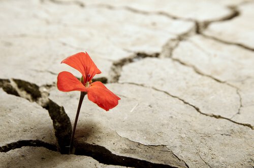 Flor enfrentando a adversidade para crescer