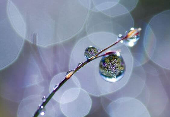 gota-orvalho