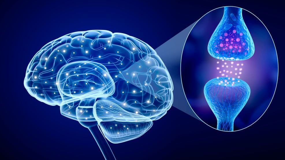 amor-no-cerebro