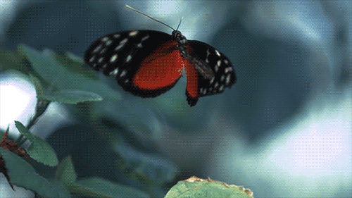 borboleta-voando