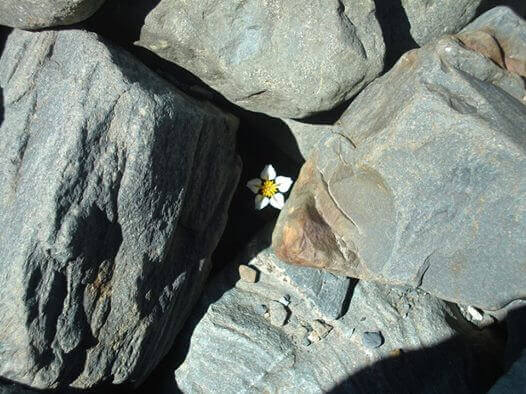 flor-pedras