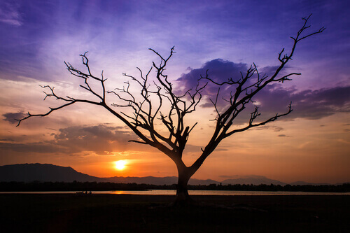 arvora-por-do-sol