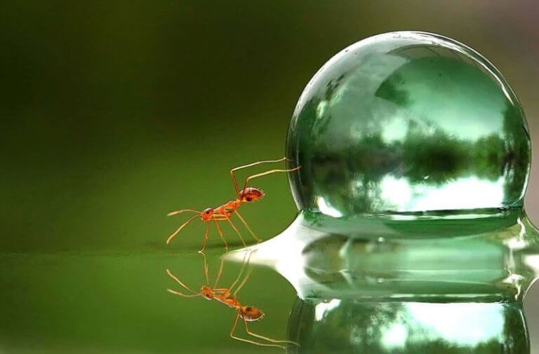 formiga-bolha-de-agua