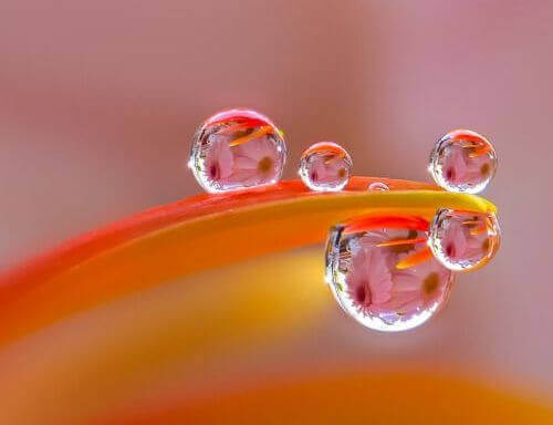 gotas-de-orvalho