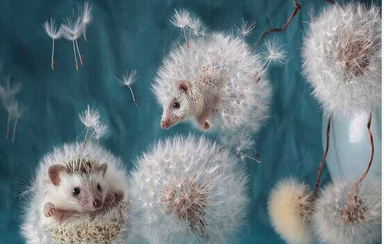 ouricos-dente-de-leao