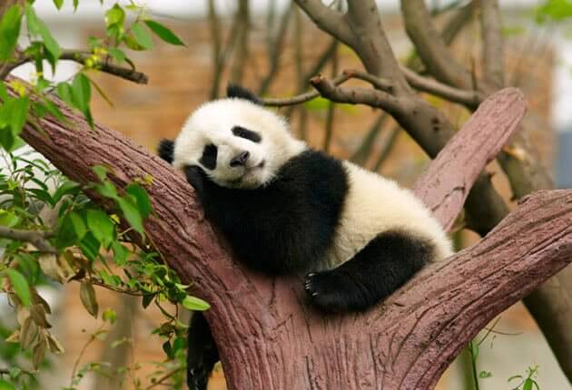 panda-na-arvore