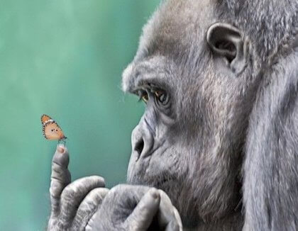 gorila-com-borboleta-no-dedo