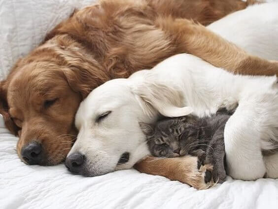 caes-e-gato-dormindo-juntos