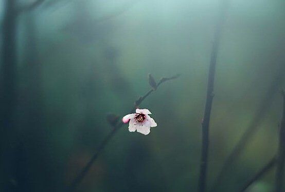 flor-solitaria