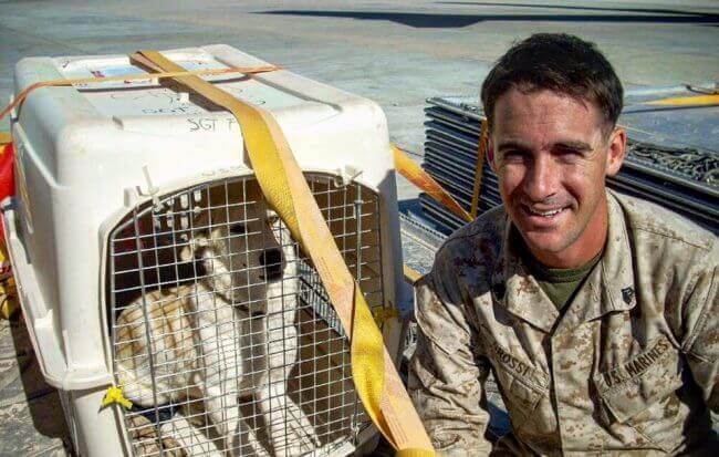 cachorro-exercito