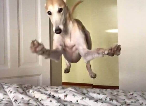 cachorro-pulando-na-cama