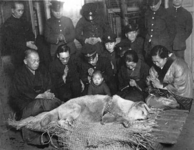 hachiko-cachorro
