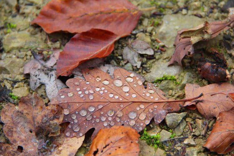 folhas-outono
