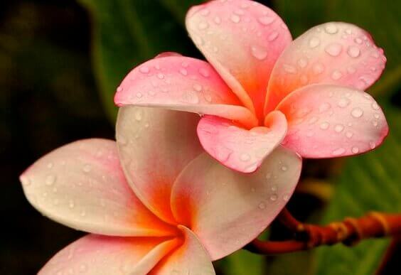 flores-belas