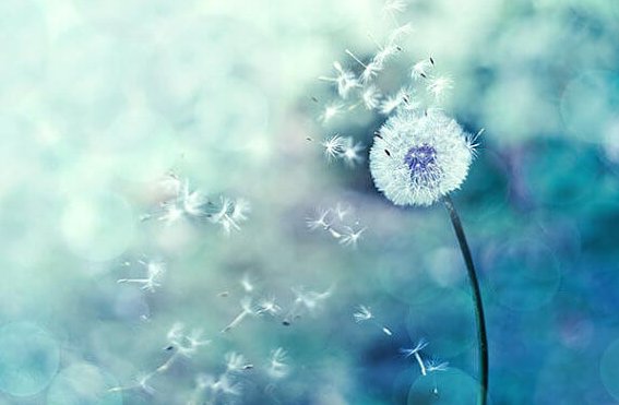 dente-de-leao-representando-coincidencias