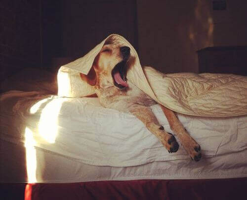 Cachorro acordando