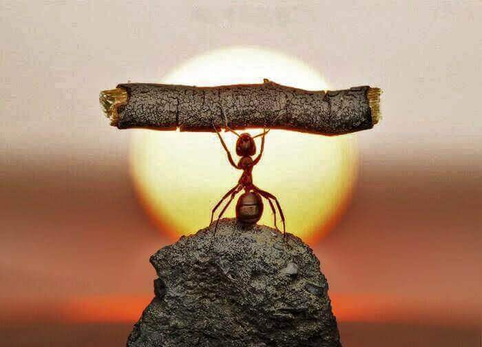 A formiga é um símbolo de persistência