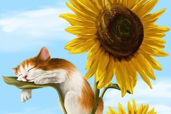 gato-dormindo-em-girassol