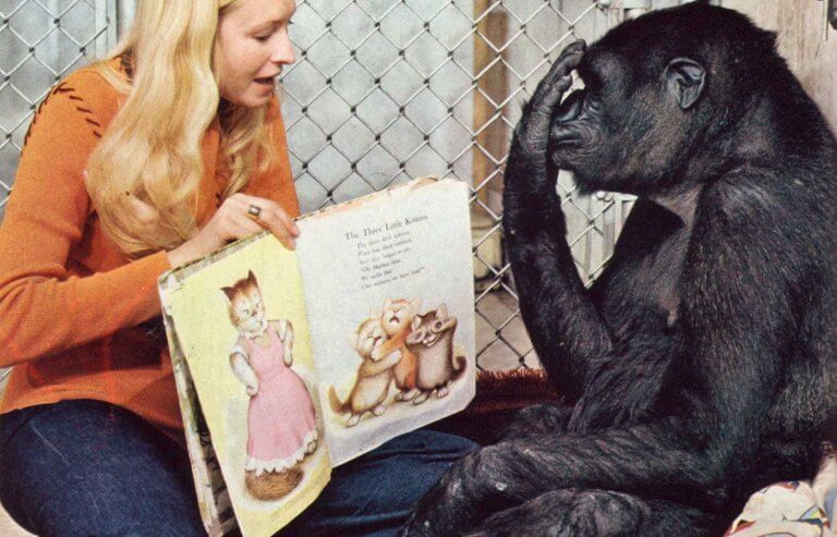 Koko, a gorila inteligente