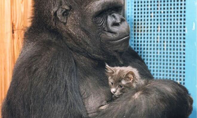 Koko, a gorila mais inteligente do mundo