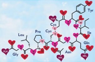 Oxitocina, o hormônio do amor e da felicidade
