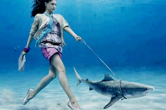 Mulher levando tubarão para passear