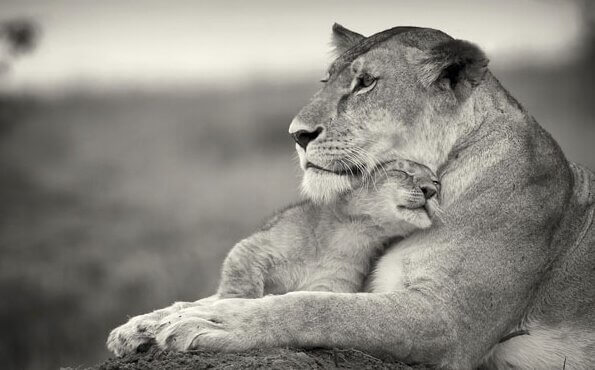 Leoa abraçando seu filhote