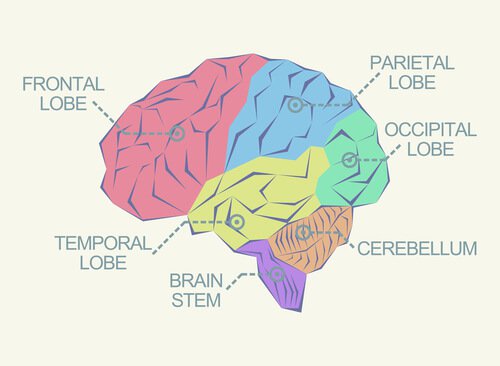 As diferentes áreas cerebrais