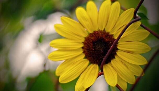 Flor representando a felicidade