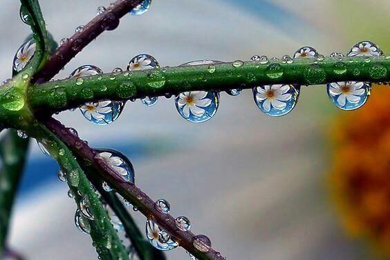 Gotas de orvalho em planta
