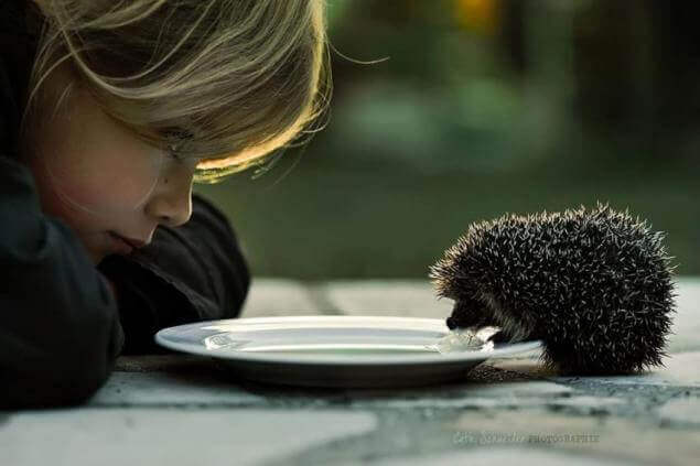 A bondade com os animais