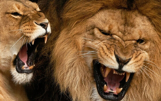 Leões bravos