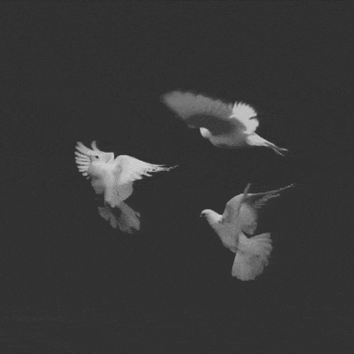 Pombas brancas voando