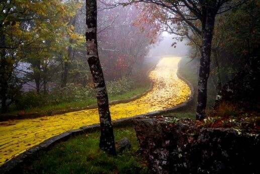 Caminho pela floresta
