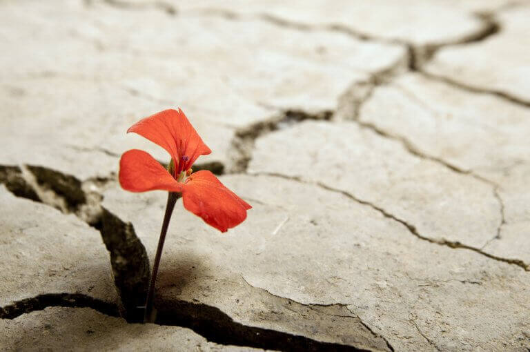 Flor crescendo em condição adversa