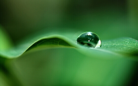 Gota de orvalho em folha verde