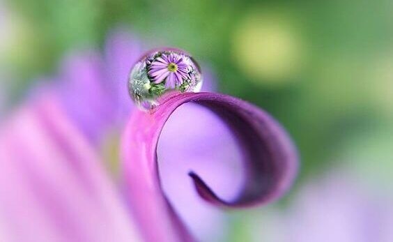 Gota de orvalho em flor